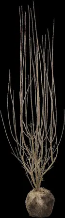Ligustrum vulgare 'Atrovirens' - 10 Ltr pot - image 5
