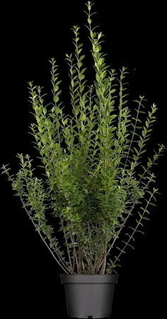 Ligustrum vulgare 'Atrovirens' - 30-40 CM C2 - image 3