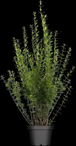 Ligustrum vulgare 'Atrovirens' - SOLITAIR 200-250 CM RB - image 3