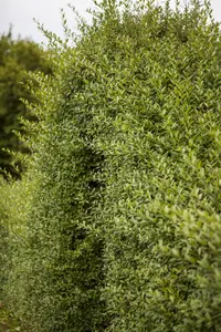 Ligustrum vulgare 'Aureum' - 40-60 CM C2 - image 2