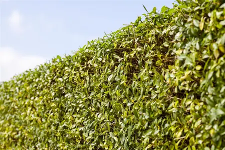 Ligustrum vulgare 'Aureum' - 40-60 CM C2 - image 4