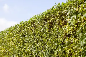 Ligustrum vulgare 'Aureum' - 40-60 CM C2 - image 4