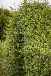 Ligustrum vulgare 'Listrum' - 30-40 CM C1.5 - image 2