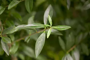 Ligustrum vulgare 'Listrum'