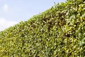 Ligustrum vulgare 'Listrum' - 30-40 CM C1.5 - image 4