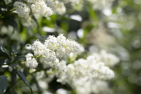 Ligustrum vulgare 'Listrum' - 30-40 CM C1.5 - image 5