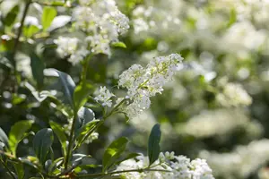 Ligustrum vulgare 'Lodense' - 40-60 CM C4