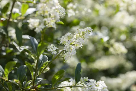 Ligustrum vulgare 'Lodense' - 40-60 CM C5