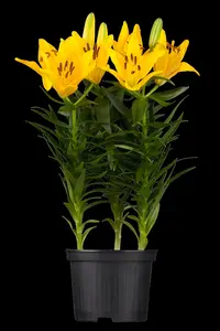 Lilium 'Bright Diamond'