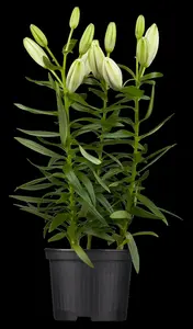 Lilium 'Bright Diamond' - P11 - image 3