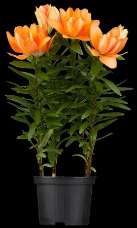 Lilium 'Bright Diamond' - P11 - image 5