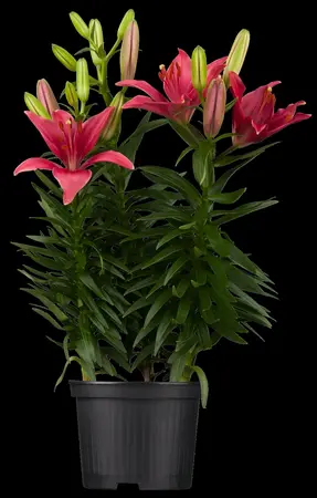 Lilium 'Bright Diamond' - P11 - image 4
