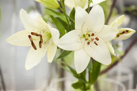 Lilium 'Inuvik' - 2 Ltr pot