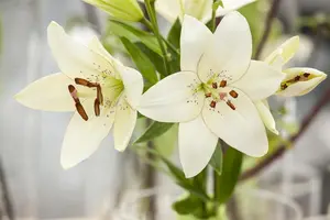 Lilium 'Inuvik' - 2 Ltr pot