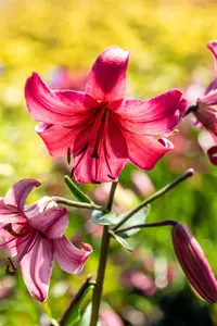 Lilium 'Pink Flight' - P11 - image 2