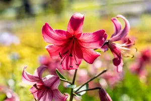Lilium 'Pink Flight'