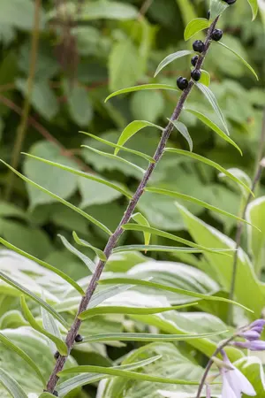 Lilium 'Tiger Babies' - P11 - image 1