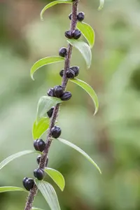 Lilium 'Tiger Babies' - P11 - image 2