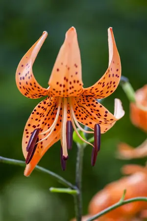 Lilium 'Tiger Babies' - P11 - image 3