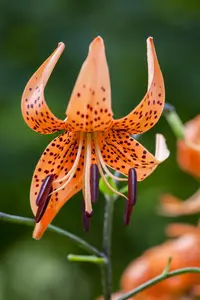 Lilium 'Tiger Babies' - P11 - image 3