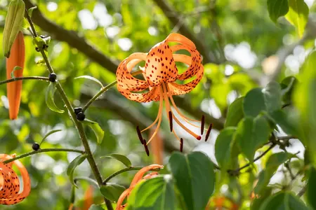 Lilium 'Tiger Babies' - P11 - image 4