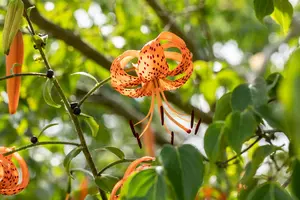 Lilium 'Tiger Babies' - P11 - image 4