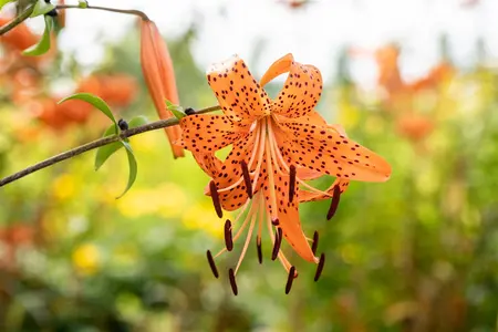Lilium 'Tiger Babies' - P11 - image 5