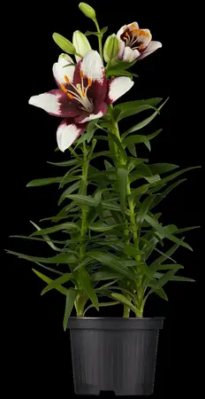 Lilium 'Trogon' - P11 - image 2