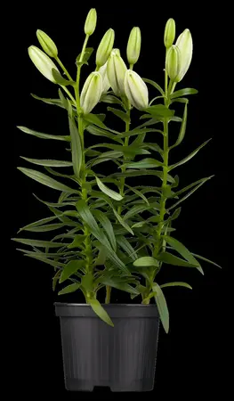 Lilium 'Trogon' - P11 - image 3