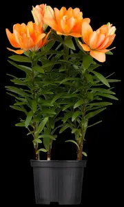 Lilium 'Trogon' - P11 - image 5