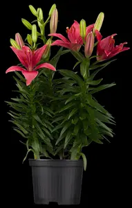 Lilium 'Trogon' - P11 - image 4