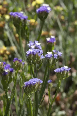Limonium 'Dazzle Rocks' - 2 Ltr pot - image 1
