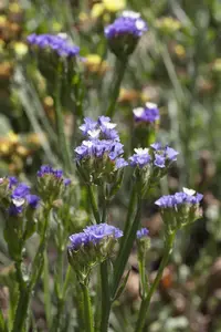 Limonium 'Dazzle Rocks'