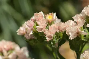 Limonium 'Dazzle Rocks' - 2 Ltr pot - image 2