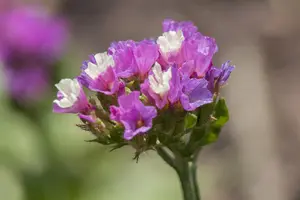 Limonium 'Dazzle Rocks' - 2 Ltr pot - image 3