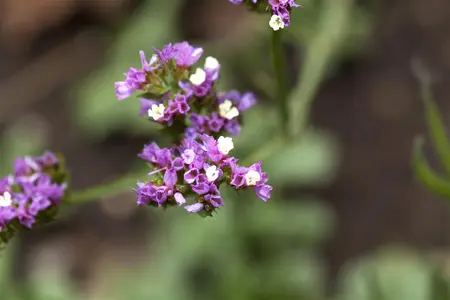 Limonium 'Dazzle Rocks' - 2 Ltr pot - image 5