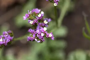 Limonium 'Dazzle Rocks' - 2 Ltr pot - image 5