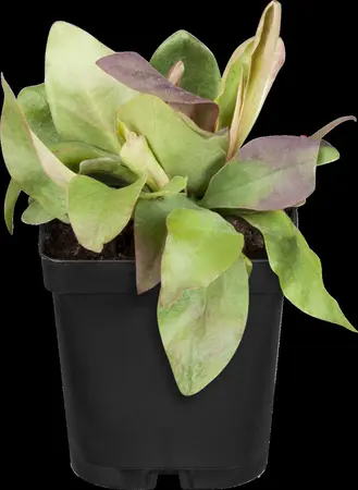 Limonium latifolium - 2 Ltr pot - image 1