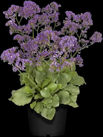 Limonium latifolium - 2 Ltr pot - image 2