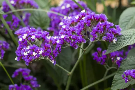 Limonium latifolium - 2 Ltr pot - image 3