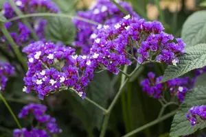 Limonium latifolium - P9 - image 3