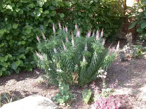 Linaria purp. 'Canon J. Went'