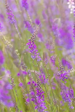 Linaria purpurea - P9 - image 5