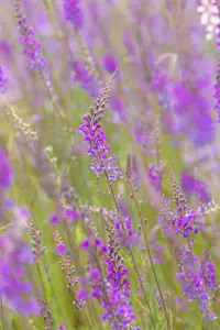 Linaria purpurea - P9 - image 5