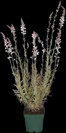 Linaria purpurea - P9 - image 2