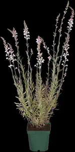 Linaria purpurea - P9 - image 2