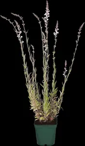 Linaria purpurea