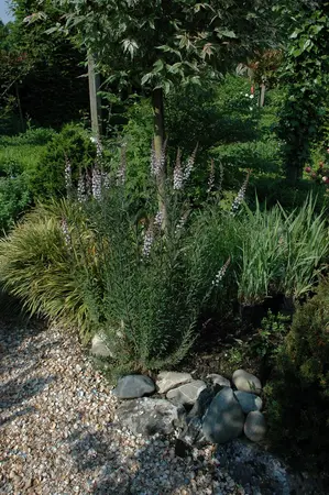 Linaria purpurea - P9 - image 3