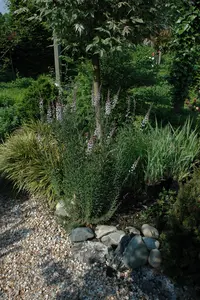 Linaria purpurea - P9 - image 3