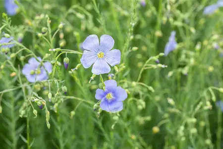 Linum perenne - P9 - image 3